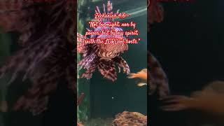 Zechariah 46 bibleverseofthedaykjv aquarium nature God Jesus love fish Truth verseoftheday [upl. by Letnohc963]