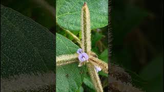 Calopogonium mucunoides Fabaceae familynature trending flowersgardening garden forest flora [upl. by Demmy]