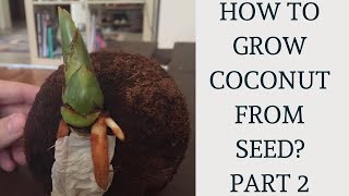 How to grow Coconut tree from seed  Part 2 [upl. by Sherwin345]