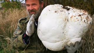 Гигантский гриб шампиньон дождевик Calvatia gigantea  ЛИКОПЕРДОН или Лангермания гигантская [upl. by Whitebook]