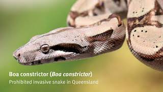 Boa constrictor [upl. by Easter868]