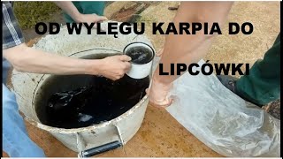 KARP  OD WYLĘGU DO LIPCÓWKI [upl. by Esahc]