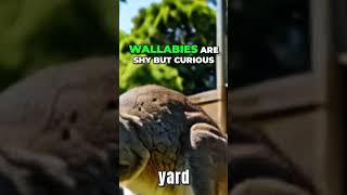 Wallabies The Perfect Exotic Pet for Your Home Top 7 Exotic Pets You Can Own Legally [upl. by Nylrehc]