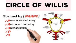 Circle of Willis  Circulus Arteriosus [upl. by Anilasor447]