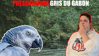 PRESENTATION PERROQUET  GRIS DU GABON EP1 [upl. by Iblehs]