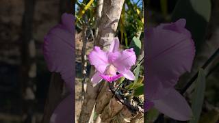 Floração de Cattleya walkeriana semi alba pelórica “SORTE GRANDE” [upl. by Eaton169]