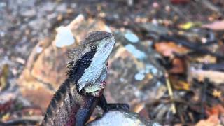 Bushwalking in the Blue Mountains [upl. by Naik]