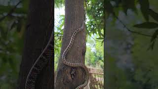 भारत के इस सांप को उड़ने वाले सांप के नाम से भी लोग जानते हैं 😱Beautiful Ornate Flying Snake shorts [upl. by Rosdniw]