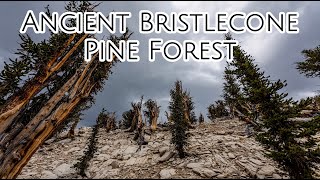 Ancient Bristlecone Pine Forest California  Home to the Oldest Trees in the World [upl. by Eidnar]