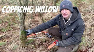 Coppicing Willow Why When and How [upl. by Crowley724]