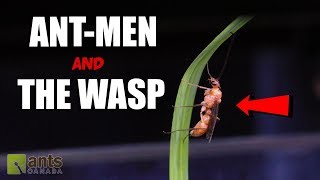 The Real AntMan and The Wasp 4K Video [upl. by Lula]