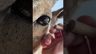 Eye peel ✨ taxidermy sheep eye taxidermy taxidermist satisfying eyes animals [upl. by Edson]