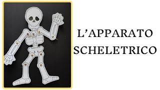 LAPPARATO SCHELETRICO cosè da cosa è composto  scheda da scaricare [upl. by Enelrahs]