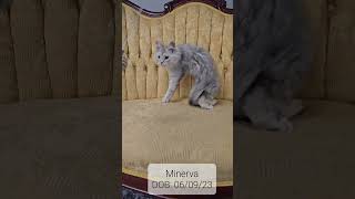 Minerva black silver female Maine Coon kitten [upl. by Cristin]