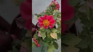 Dahila Plant 🌵dahlia plants shorts viralshorts gardening home plantscare [upl. by Eva]