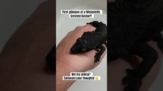 Melanistic Crested Gecko crestedgecko reptiles [upl. by Weyermann]