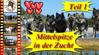 Teil 112  Unsere Mittelspitze aus seriöser Hundezucht  Mittelspitz „von der Roßsteige“ VDH  FCI [upl. by Idona380]