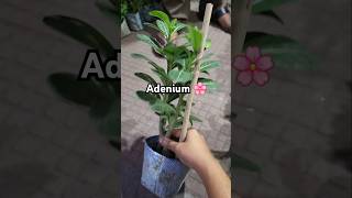 Adenium flower plant🌸🦋🌹 youtubeshorts price minivlog 1 [upl. by Dorej]