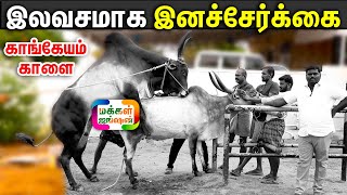 பிரம்மாண்ட காங்கேயம் மயிலை காளை இனச்சேர்க்கைக்கு மாயா பார்ம் Maya Farms Palladam Kangeyam Bull [upl. by Georgeanne]