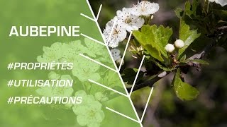 Comment utiliser l’aubépine  Phytothérapie [upl. by Eugenides105]