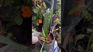 SNAKE PLANT PROPAGATED IS STILL GROWING snakeplantpropagatedgrows itstimetogarden snakeplant [upl. by Sudhir422]