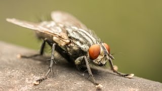 How To Get Rid of a Fly [upl. by Daahsar]