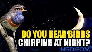 Do You Hear Birds Chirping At Night  in5dcom [upl. by Barstow]