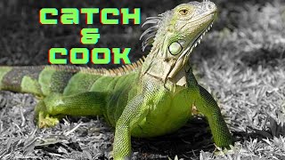 Iguana Catch and Cook INVASIVE SPECIES in Key West Florida [upl. by Ardolino]