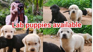 Labrador puppies available  Transportation available  location Nagercoil  cont 7904731861 [upl. by Bringhurst]