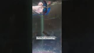 Betta fish breeding [upl. by Surtimed]