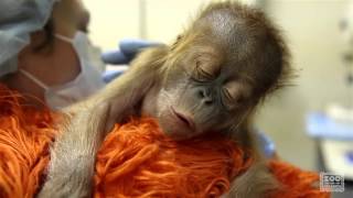 Caring for a newborn orangutan baby [upl. by Herwin177]