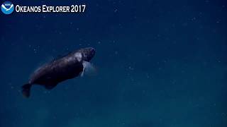 Okeanos Explorer Video Bite The Black Swallower [upl. by George]