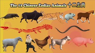 12 Chinese Zodiac Animals十二生肖 [upl. by Ruberta]