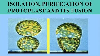 ISOLATION PURIFICATION AND PROTOPLAST FUSION [upl. by Anitsenre]