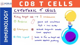 Cytotoxic T CellsCD8 T Cells  Immunology [upl. by Darelle]