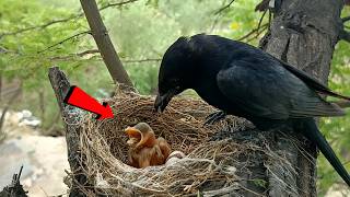 Black drongo bird has a worm stuck in its throat AnimalsandBirds107 [upl. by Ainelec]