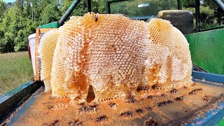 Bee Hive honey harvesting  Beekeeping with Fida Hussain [upl. by Sweyn]