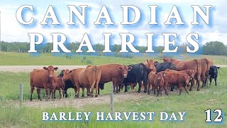 Great Canadian Barley Harvest on CANADIAN PRAIRIES 12  FS22 [upl. by Yatnahc]