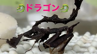 🐉ドラゴンマンティス🐉Stenophylla lobivertex sub adult [upl. by Cinamod]