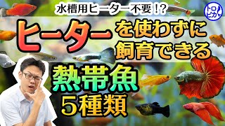 水槽用ヒーター不要！？ヒーターを使わずに飼育できる観賞魚51種類 [upl. by Nevarc]