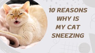 10 Reasons Why Is My Cat Sneezing [upl. by Jovi869]