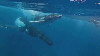 Meet the King of the Seas The Sperm Whale [upl. by Athallia705]