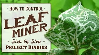 ★ How to Control Leaf Miner A Complete Step by Step Guide [upl. by Pepe]