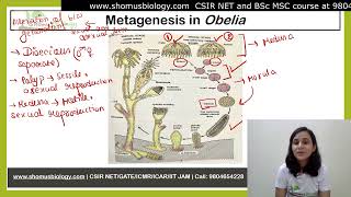 Metagenesis in Obelia [upl. by Akirdnahs306]