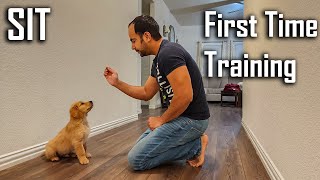 Training SIT Command to my 8 Weeks Old Golden Retriever Puppy  LIVE Training [upl. by Palecek441]