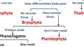 Biology  Plant Kingdom  Diversity in Living Organisms  Part 5  English [upl. by Aicirtam]