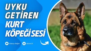 Köpek Sesleri Derleme  1 Saat Versiyon  Yüksek Kalite  Gerçek Ses [upl. by Whiney]