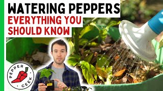 Watering Pepper Plants  When To Water And When Not To  In Depth Guide [upl. by Metcalf]