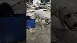 Labour dog Viral video Youtubeshort short video viral video funny video [upl. by Schnabel117]