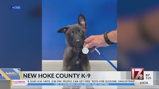 New K9 puppy donated to Hoke County Sheriffs Office [upl. by Mirilla]